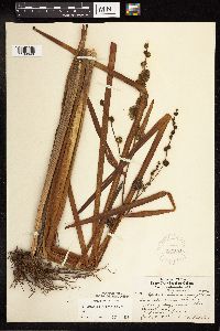 Sparganium eurycarpum image