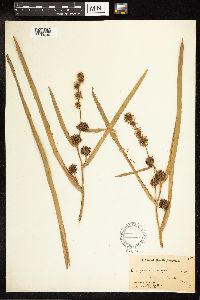 Sparganium eurycarpum image