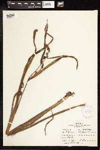 Sparganium eurycarpum image