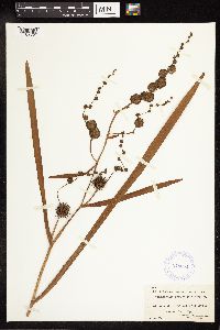 Sparganium eurycarpum image