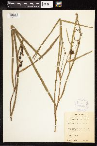 Sparganium eurycarpum image