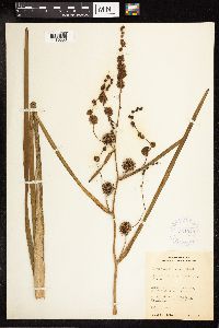 Sparganium eurycarpum image