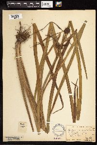 Sparganium eurycarpum image