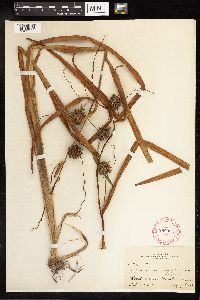 Sparganium eurycarpum image