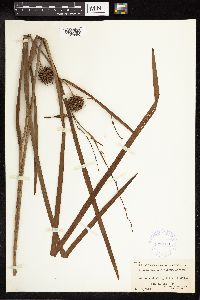 Sparganium eurycarpum image