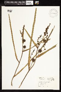 Sparganium eurycarpum image