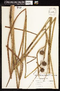 Sparganium eurycarpum image