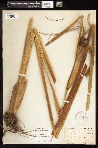 Sparganium eurycarpum image