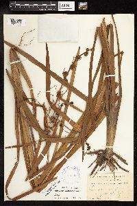 Sparganium eurycarpum image