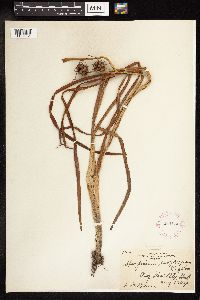 Sparganium eurycarpum image