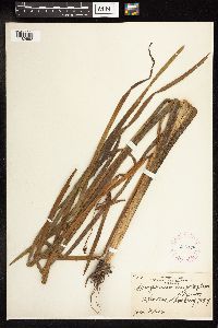 Sparganium eurycarpum image