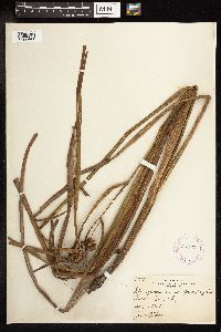 Sparganium eurycarpum image