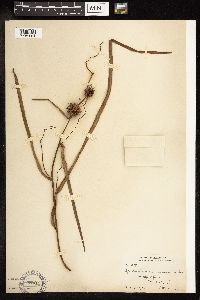 Sparganium eurycarpum image
