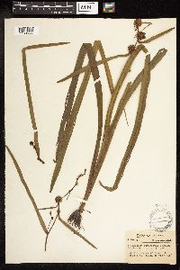 Sparganium eurycarpum image