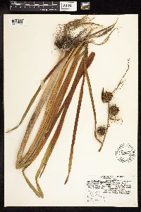 Sparganium eurycarpum image