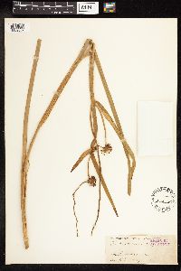 Sparganium eurycarpum image