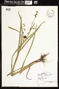 Sparganium eurycarpum image
