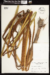 Sparganium eurycarpum image