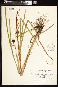 Sparganium eurycarpum image