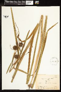 Sparganium eurycarpum image