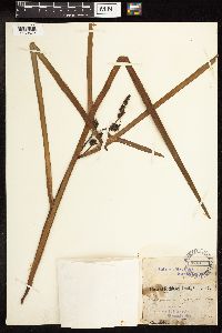 Sparganium eurycarpum image