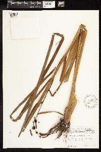 Sparganium eurycarpum image