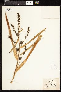 Sparganium eurycarpum image
