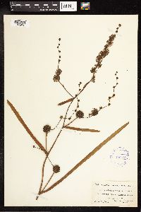 Sparganium eurycarpum image