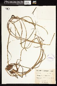 Sparganium fluctuans image