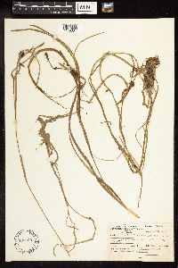 Sparganium fluctuans image