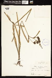 Sparganium fluctuans image