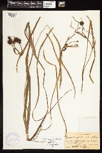 Sparganium fluctuans image