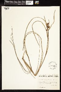 Sparganium fluctuans image