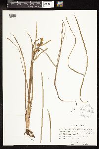 Sparganium fluctuans image