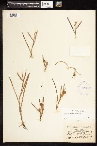 Sparganium natans image