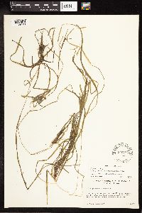 Sparganium natans image