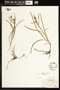 Sparganium natans image