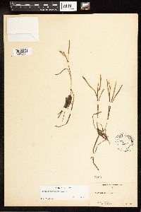 Sparganium natans image