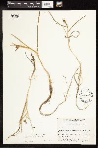 Sparganium natans image