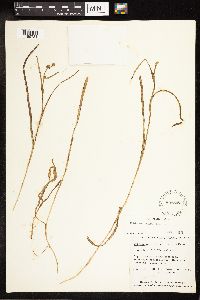 Sparganium natans image