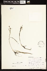 Sparganium natans image