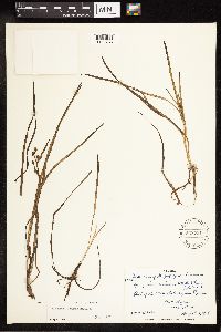 Sparganium natans image