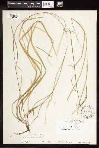 Sparganium natans image