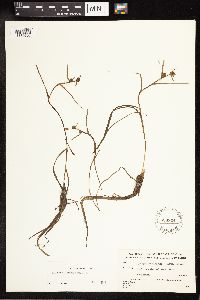 Sparganium natans image