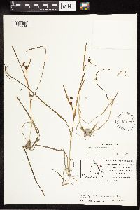 Sparganium natans image