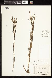 Sparganium natans image