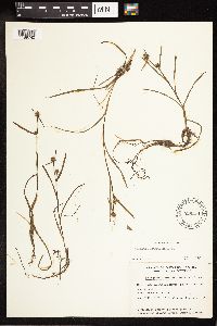 Sparganium natans image