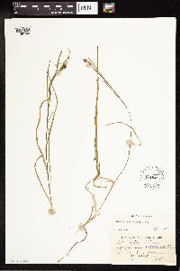 Sparganium natans image