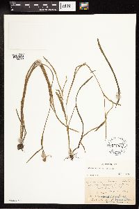 Sparganium natans image