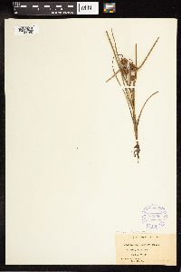 Sparganium natans image